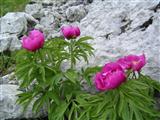 Peonia selvatica