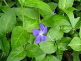 Pervinca