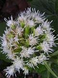 Petasite nivea