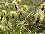 Piantaggine minore