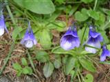 Pinguicola comune