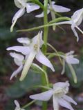 Platantera comune2