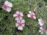  Potentilla lucida 