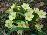 Primula comune
