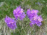 Primula farinosa