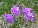  Primula farinosa 