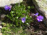  Primula longiflora 