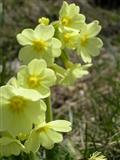 Primula maggiore