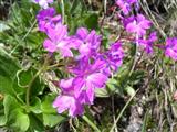 Primula meravigliosa