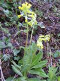 Primula odorosa