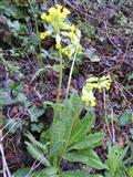  Primula odorosa 