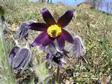 Pulsatilla comune