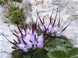 Raponzolo di roccia