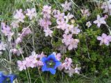 Rododendro nano