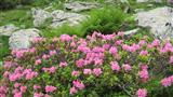 Rododendro rosso