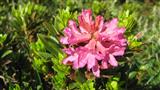 Rododendro rosso2