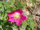  Rosa alpina 