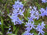 Scilla silvestre