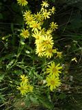 Senecio sudafricano