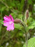  Silene dioica 