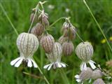 Silene rigonfia